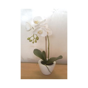 CV-Phalaenopsis cm. 40