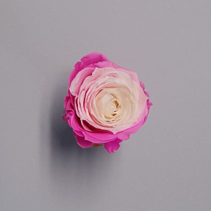 Rosa preservata standard rosa bicolor