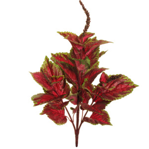 SV - Coleus plant cm.66 verde-rosso