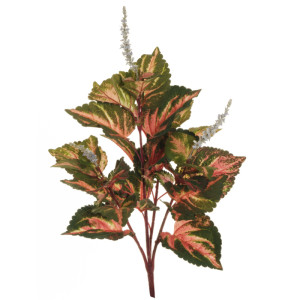 SV - Coleus plant cm.66 verde-rosa