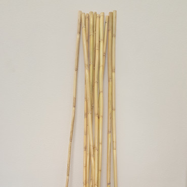 Bamboo canna cm. 100
