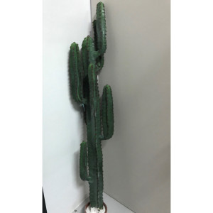 Cactus cm.165