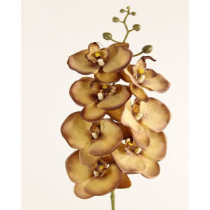 Orchidea ramo x7 cm.85 brown