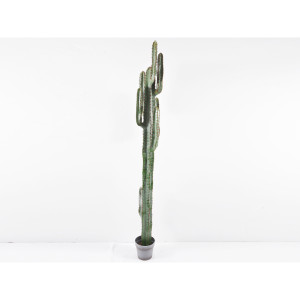 Cactus cm. 200 in vaso