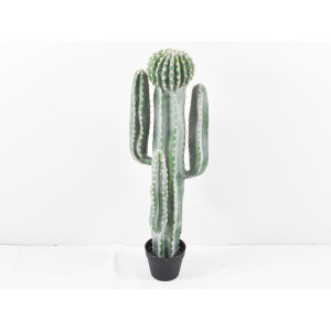 Cactus cm. 100 in vaso