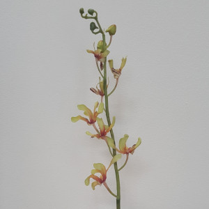 Vanda ramo 12 fiori cm.73 verde