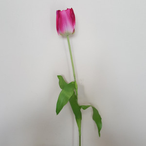 Tulipano singolo cm.64 fucsia
