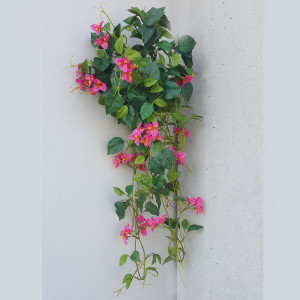 Bougainvillea bush cm.63 rosa