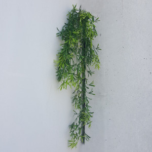 Asparagus cadente cm.80 verde