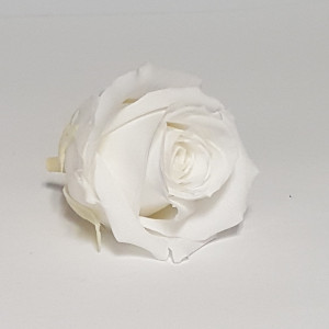 Rosa preservata mini white(pz.12)