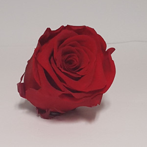 Rosa preservata standard red (pz.6)