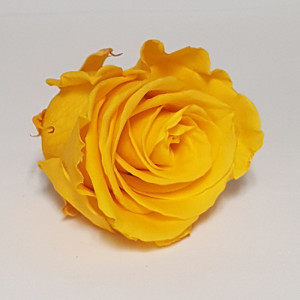 Rosa preservata standard warm yellow (pz.6)