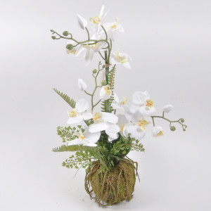 SV-Orchidea su muschio bianco h.67