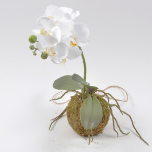 SV-Phalaenopsis su muschio bianco h.41