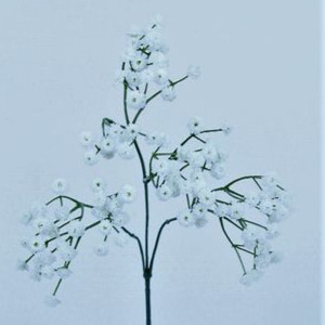 Gypsophila cm.65 bianco