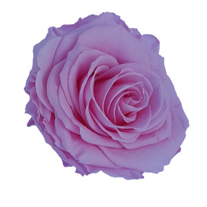 Rosa preservata Premium pastel pink (pz 4)