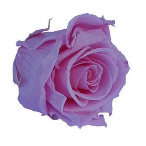 Rosa preservata Standard pastel pink (6 pz.)