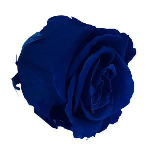 Rosa preservata Standard dark blue (6 pz.)