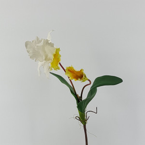 Cattleya 2 fiori cream