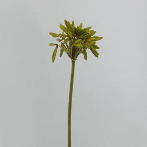 Agapanthus ramo cm.85 verde