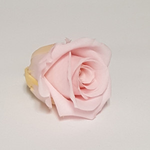 Rosa preservata mini bridal pink (pz.12)