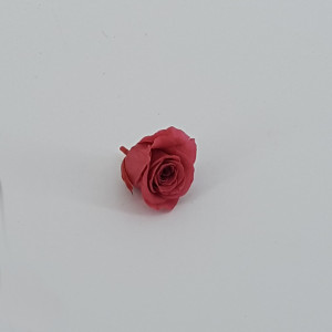 Rosa preservata d.03 rosa antico (pz.16)