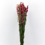 Delphinium mazzo rosa gr.100