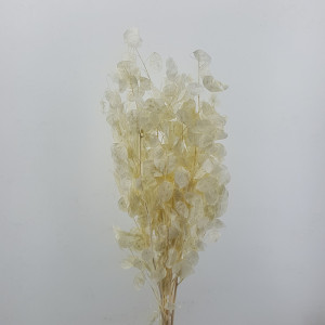 Lunaria bianca (gr.100)