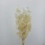 Lunaria bianca (gr.100)