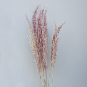 Ginerium naturale rosa cm.120 (pz.10)