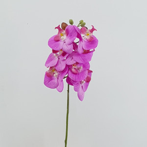 Phalaenopsis gomma cm.47 fucsia
