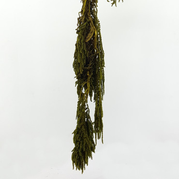 Amaranthus caudatus verde (gr.150)