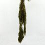 Amaranthus caudatus verde (gr.150)