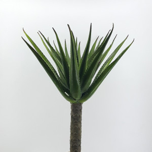 Aloe plant cm.80 verde