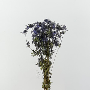 Eryngium naturale blu gr.50