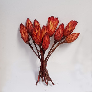 Protea repens rossa (10 pz.)