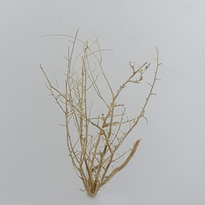 White bush cm.50 bianco (pz.5)