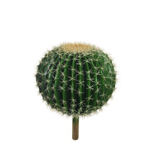 Cactus golden ball d.35