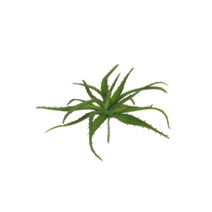 Aloe mini cm.12 verde