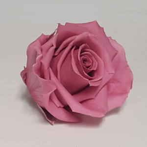Rosa preservata standard cherry blossom (pz.6)