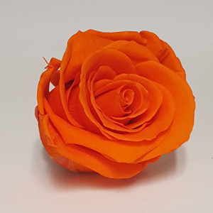 Rosa preservata standard orange (pz.6)