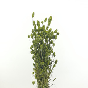 Phalaris olanda verde (gr.150)