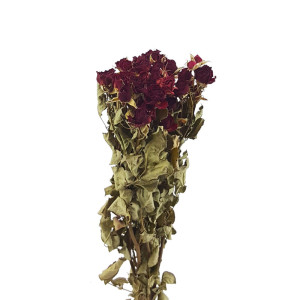 Rosa paleander essiccata rosso