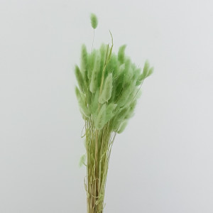 Lagurus mazzo cm.55 salvia (gr.100)