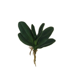 Phalaenopsis foglie verde