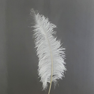 Piuma struzzi cm.50 bianco (pz.5)