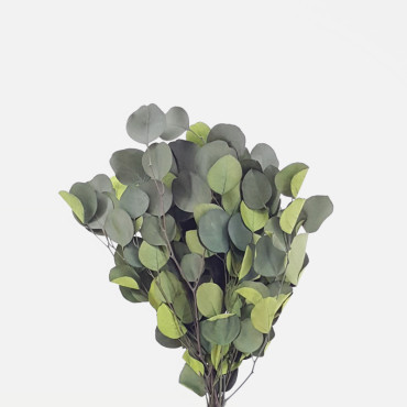 Eucaliptus populus cm.45 verde (gr.120)