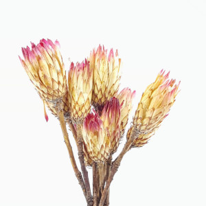 Obtusifolia flower cm.40 (pz.10)