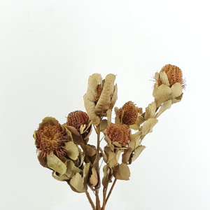 Banksia coccinea naturale (pz.6)