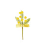 Mimosa cm.12 giallo (pz.24)
